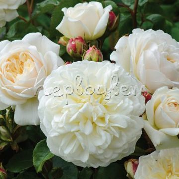 Роза Транквилити штамбовая