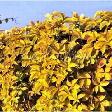 Parthenocissus Quinquefolia 'Yellow Wall' Pbr