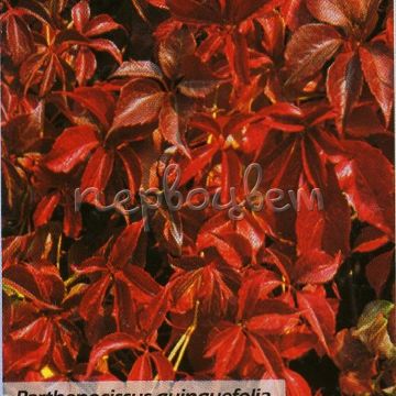 Parthenocissus Quinquefolia Var. Murorum