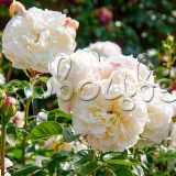 Роза Транквилити штамбовая - фото 1