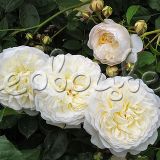 Роза Транквилити штамбовая - фото 2