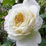 Роза Транквилити штамбовая - фото 4