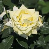 Роза Лимона - фото 2