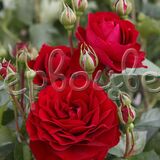 Роза Бордо штамбовая - фото 2