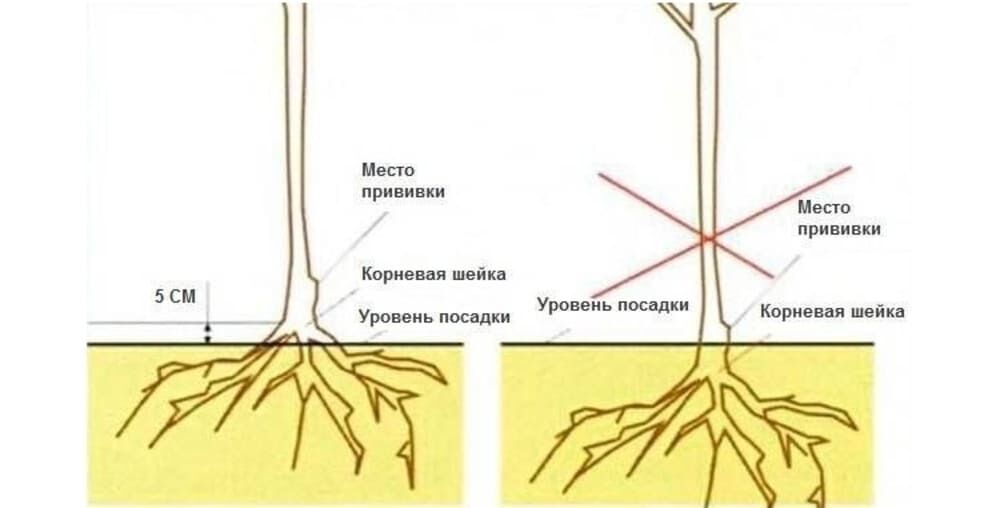 как правильно сажать плодовые растения