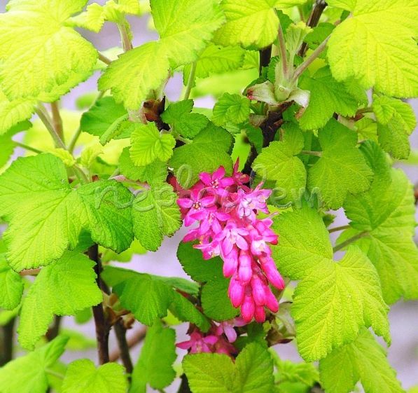 Ribes sanguineum Brianjou плоды. Смородина сеянец Софии фото описание. Смородина кроваво-красная декоративная купить в Казани. Смородина кроваво красная