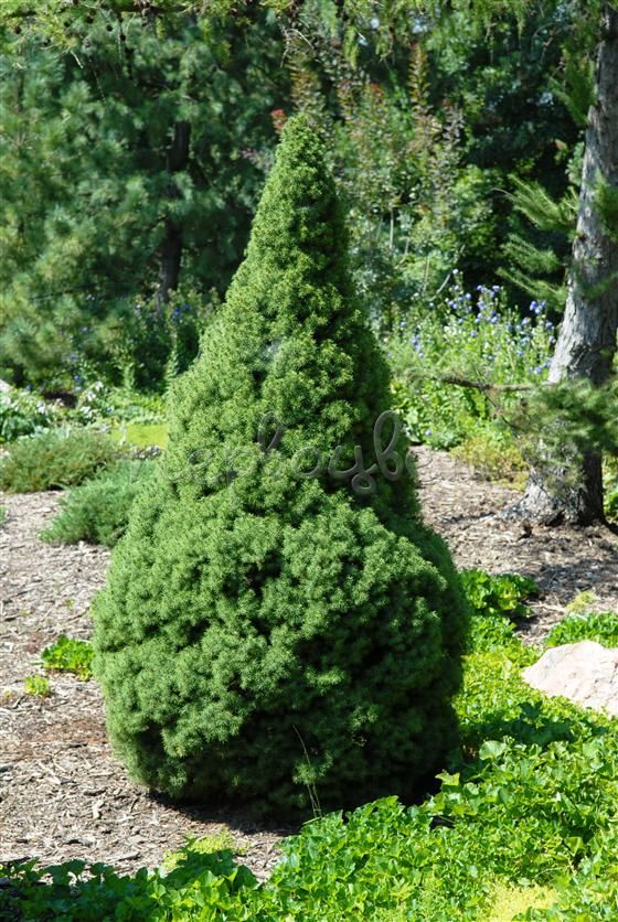 Ель канадская Коника:  саженцы Picea glauca Conica  по .