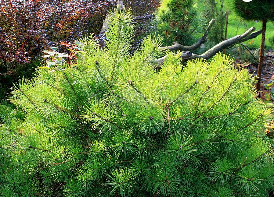 Хвойная продукция. Pinus Sylvestris Trollguld. Тролгулд сосна троллгулд. Сосна обыкновенная "троллгулд". Pinus Sylvestris 'Bonna хвойные композиции.
