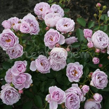 Роза Наутика