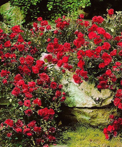 Роза почвопокровная Ред Фэйри: купить саженцы Red Fairy в Москве по цене 1880 ₽