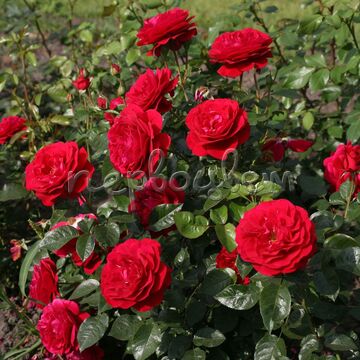 Роза Бордо штамбовая