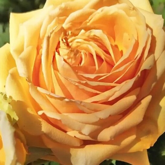 Роза Альба Кьяра