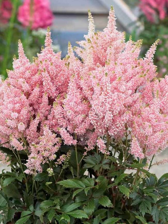 Астильба розовая фото Астильба гибридная Юник Салмон: купить саженцы Astilbe hybrid Younique Salmon в 