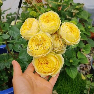 Роза Каталина