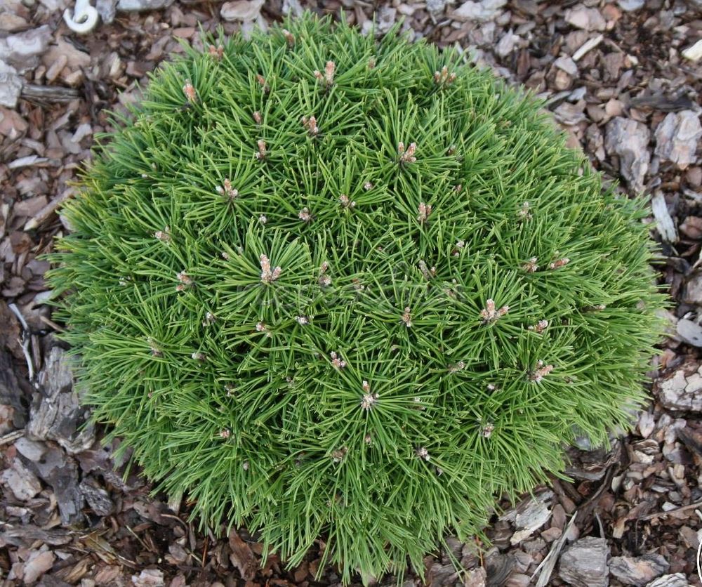 Pinus mugo 'Allgau'