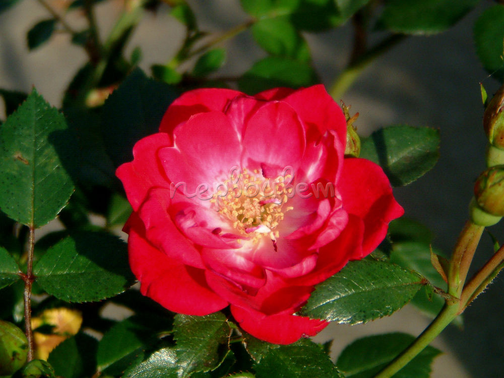 Ред франция роза