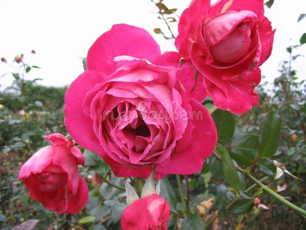 Como hacer un rosal de una rosa