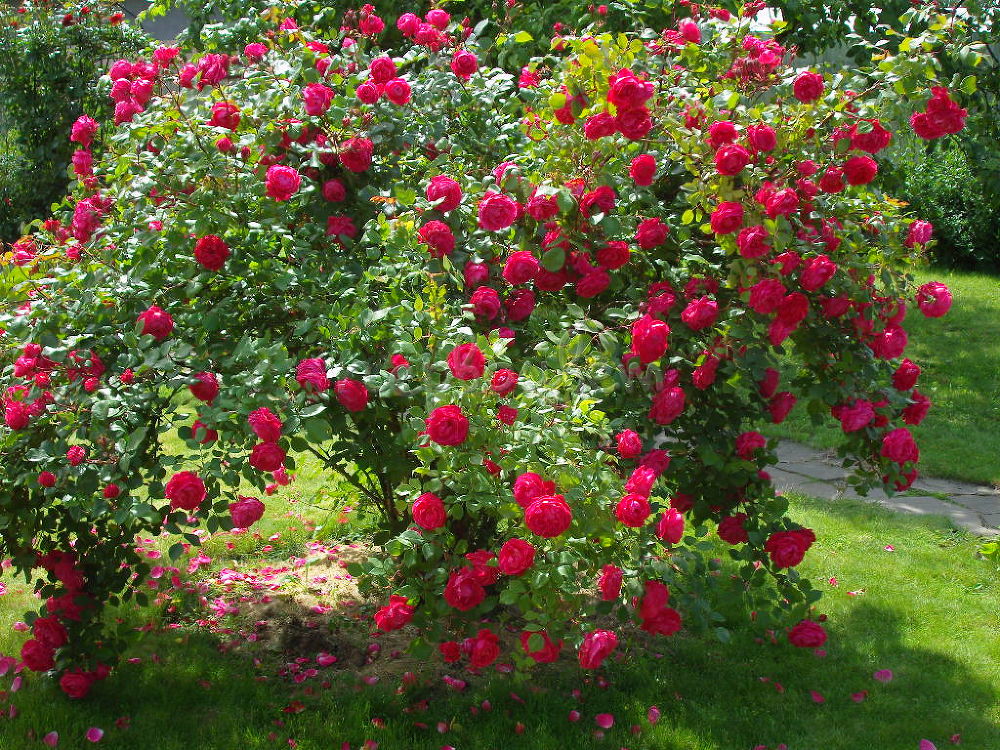 Парковые розы купить саженцы