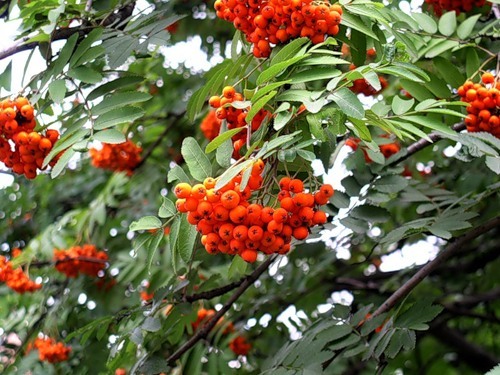 Рябина грацилис