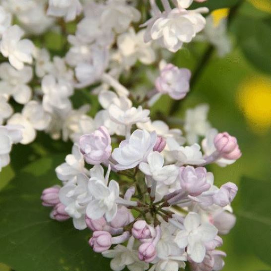 Сирень видовая hyacinthiflora Anabel