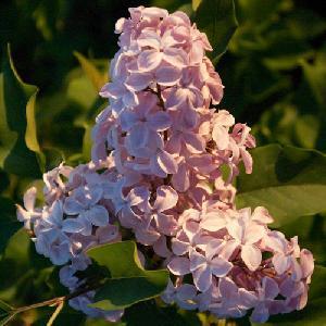 Сирень видовая hyacinthiflora Buffon