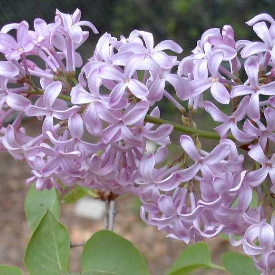 Сирень видовая hyacinthiflora California Rose