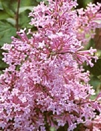 Сирень видовая hyacinthiflora Excel