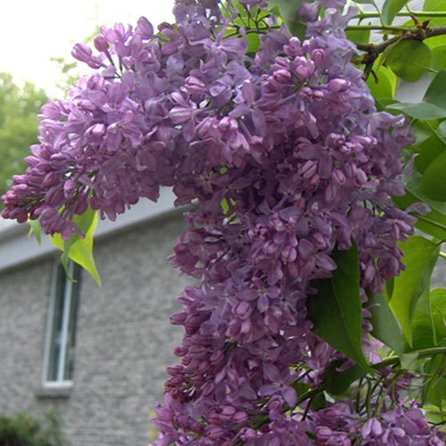 Сирень видовая hyacinthiflora Lavander Lady