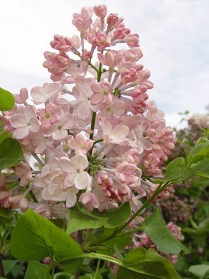 Сирень видовая hyacinthiflora Maidens Blush