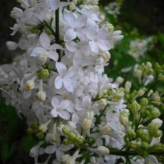 Сирень видовая hyacinthiflora Mount Baker