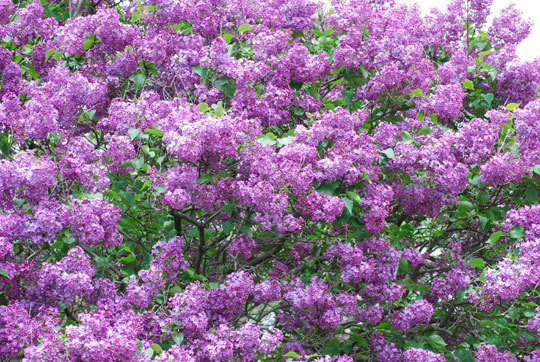 Сирень видовая hyacinthiflora Pocahontas