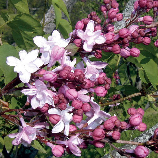 Сирень видовая hyacinthiflora Sweetheart