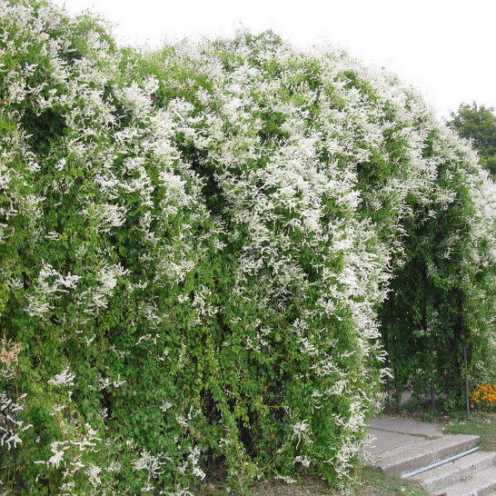 Fallopia Baldschuanica (Syn. F. Aubertii)