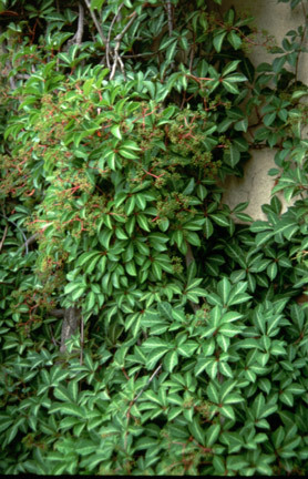 Parthenocissus Henryana