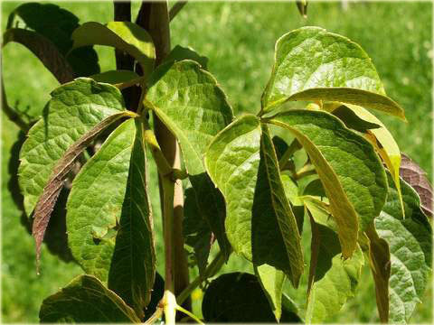 Parthenocissus Himalayana Var. Rubrifolia