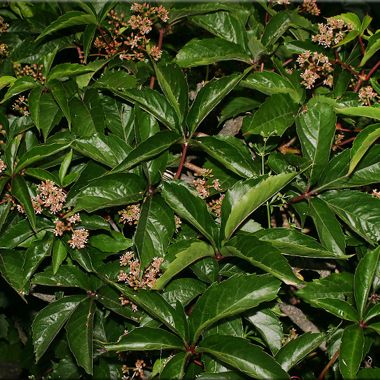 Parthenocissus Inserta