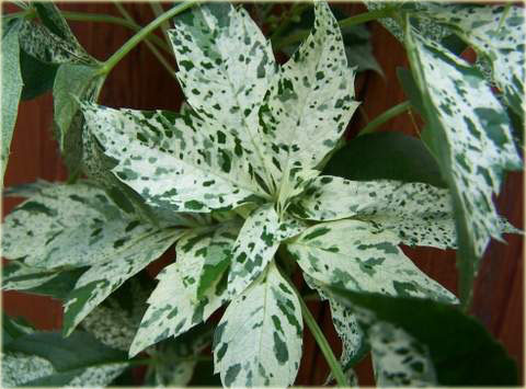 Parthenocissus Quinquefolia Star Showers 'Monham'