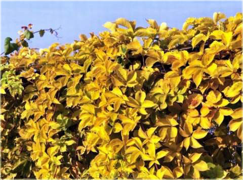 Parthenocissus Quinquefolia 'Yellow Wall' Pbr