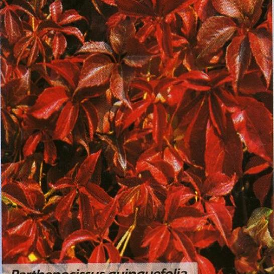 Parthenocissus Quinquefolia Var. Murorum