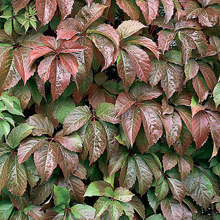 Parthenocissus Quinquefolia Redwall ® 'Troki'