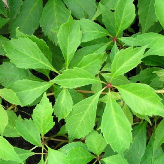 Parthenocissus Quinquefolia Var. Engelmannii