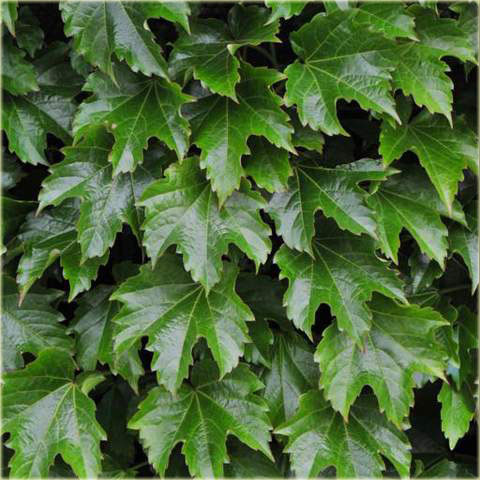 Parthenocissus Tricuspidata 'Diamond Mountains' Syn. 'Korea'