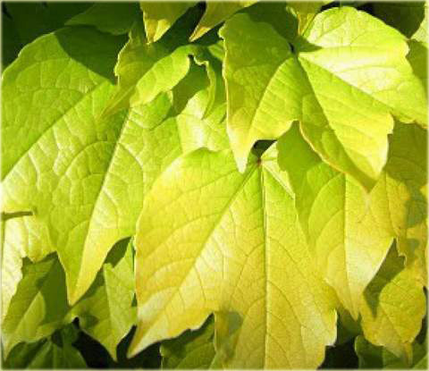 Parthenocissus Tricuspidata 'Fenway Park'