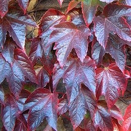 Parthenocissus Tricuspidata 'Veitchii'