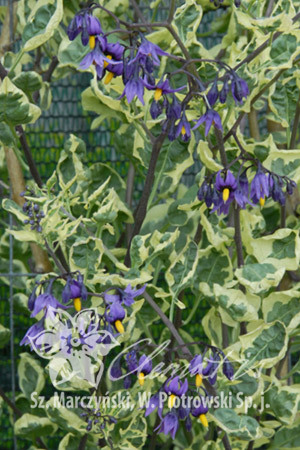 Solanum Dulcamara 'Variegatum'