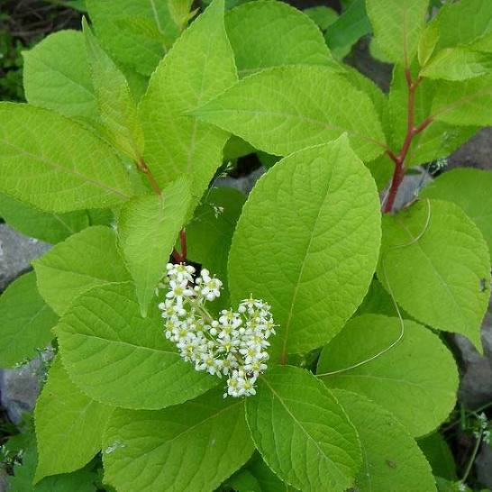 Trypterigium Regelii