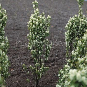 Ирга ольхолистная Обелиск
