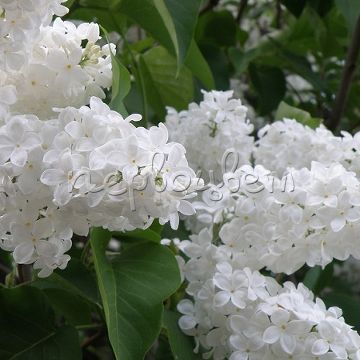 Сирень Галина Уланова