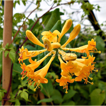 Жимолость Брауна Golden Trumpet 'Минтрум'