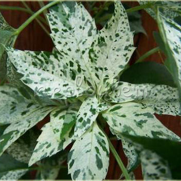 Parthenocissus Quinquefolia Star Showers 'Monham'